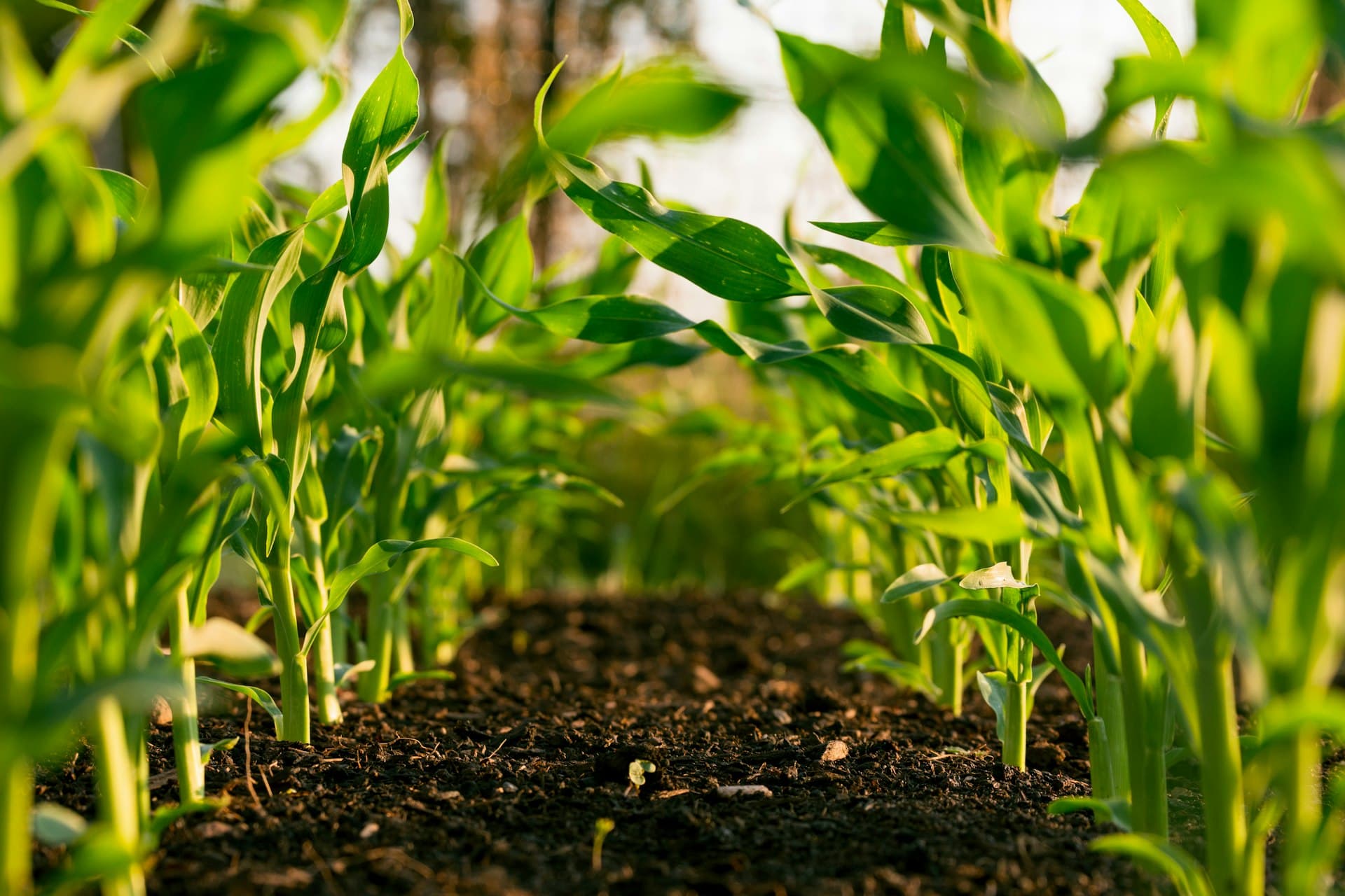 Agricultural operations